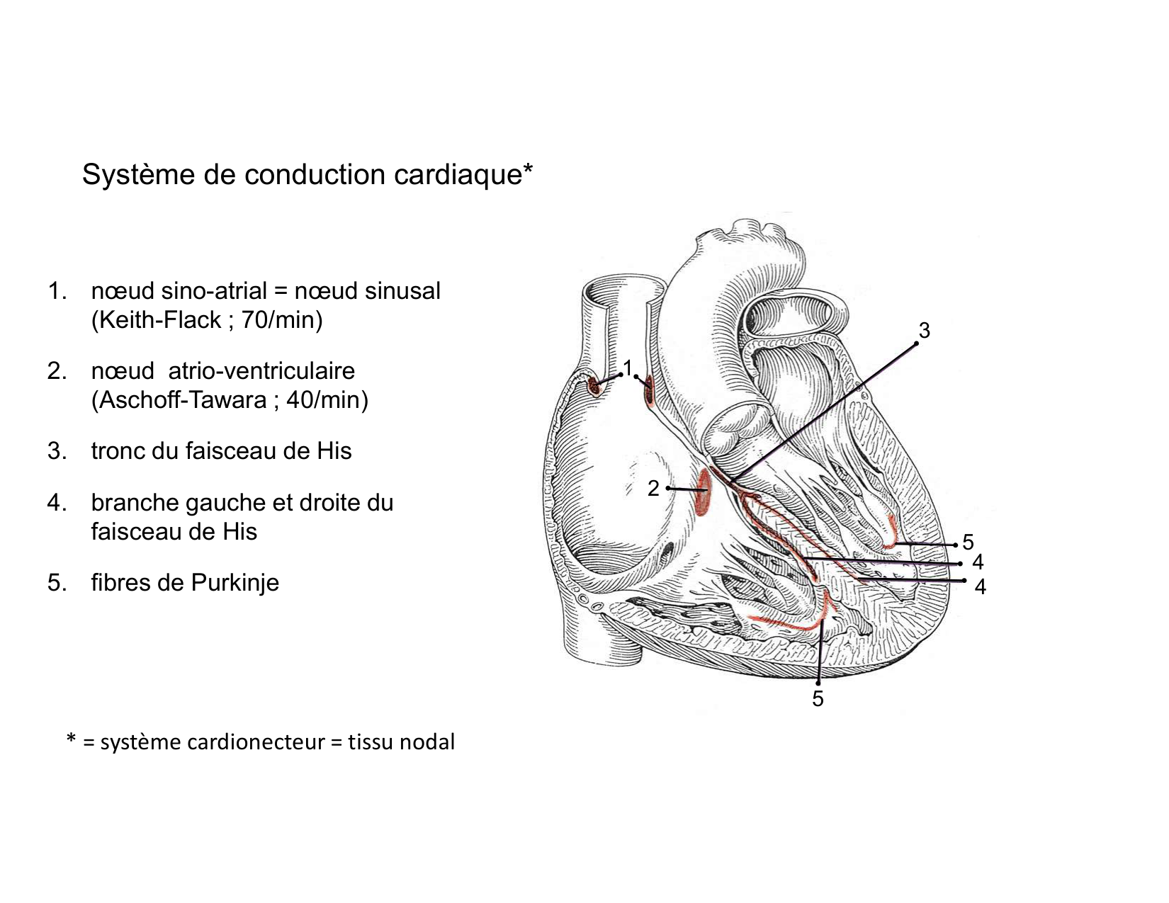 Anatomie du mediastin 2025 2026 page 57