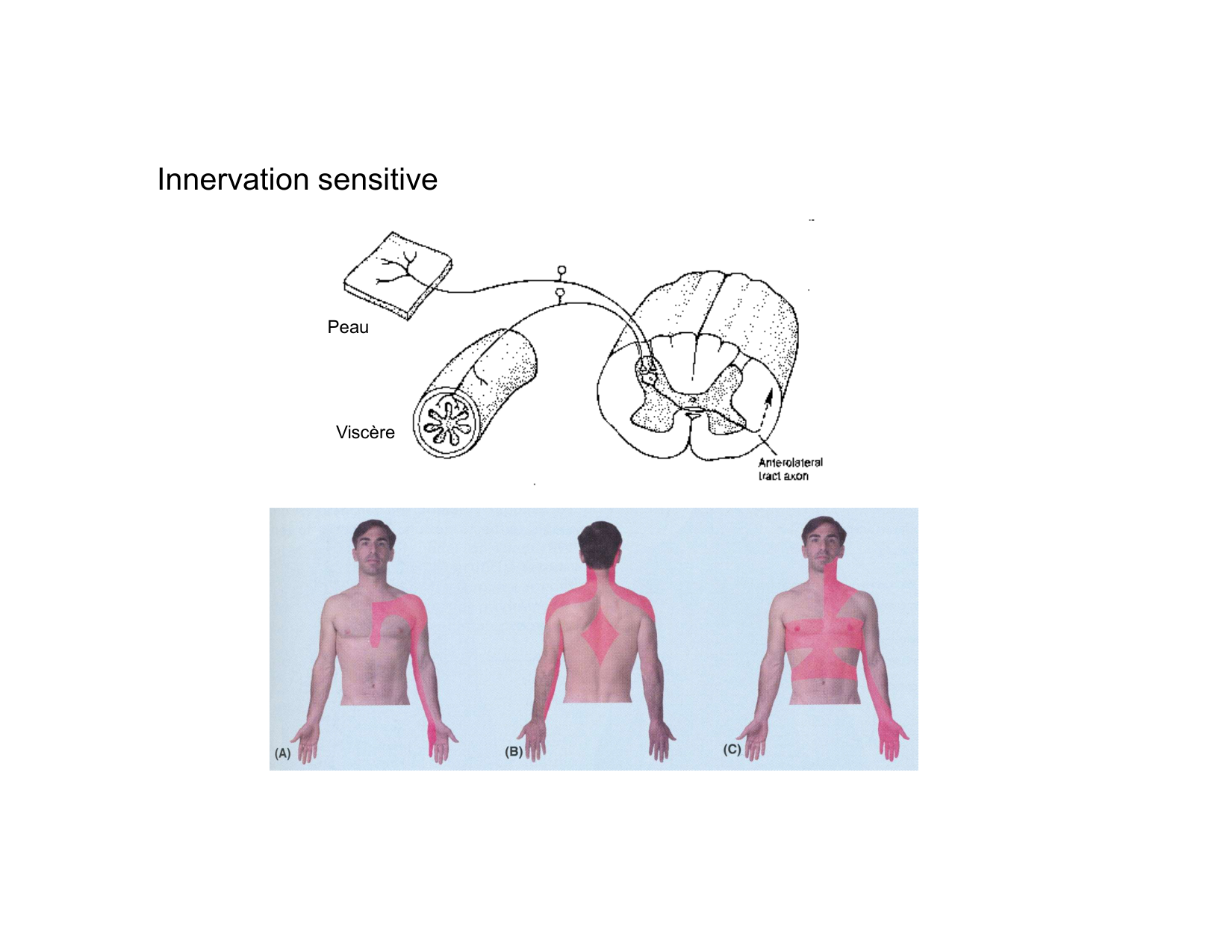 Anatomie du mediastin 2025 2026 page 60