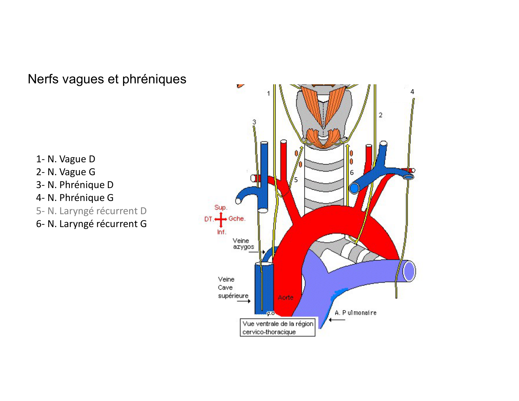 Anatomie du mediastin 2025 2026 page 65