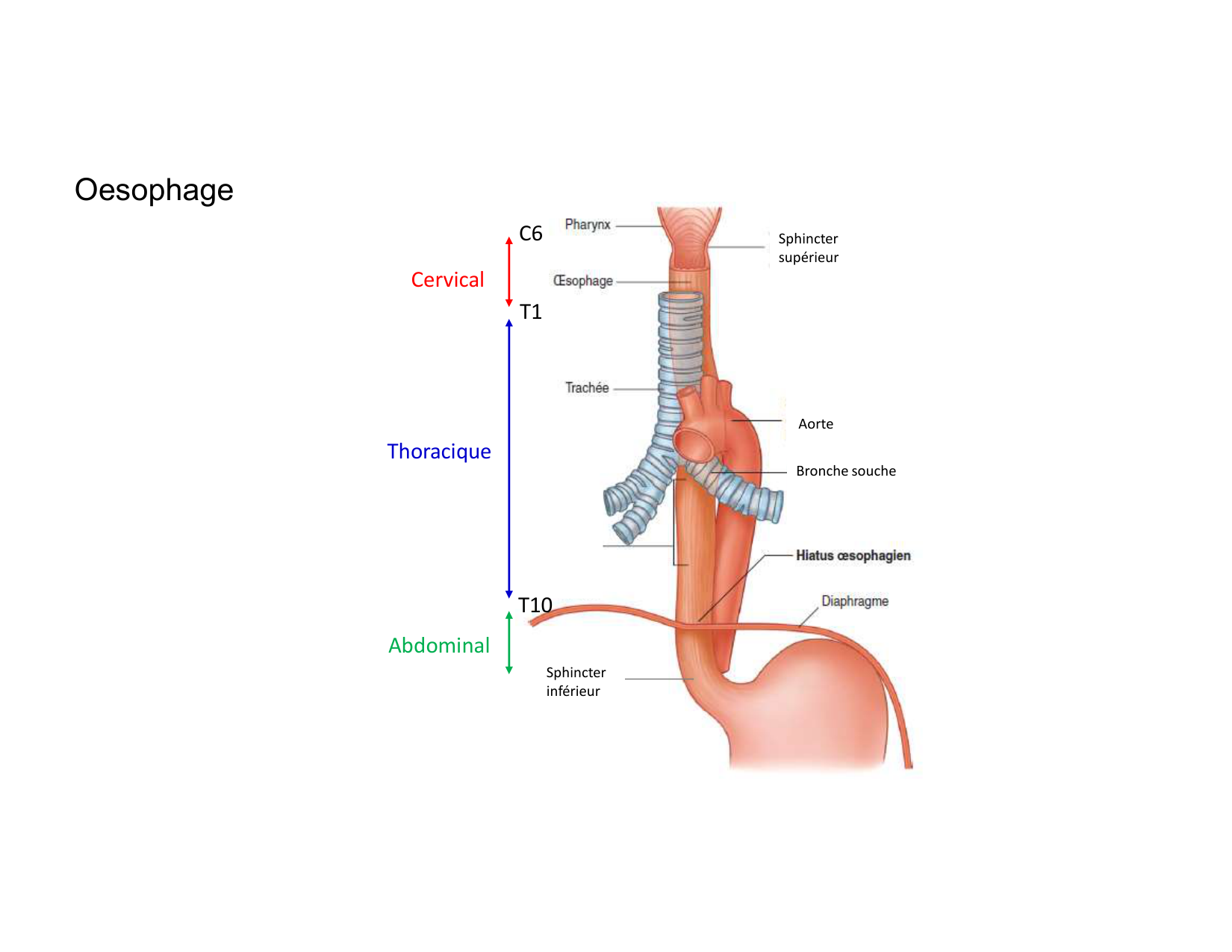 Anatomie du mediastin 2025 2026 page 69