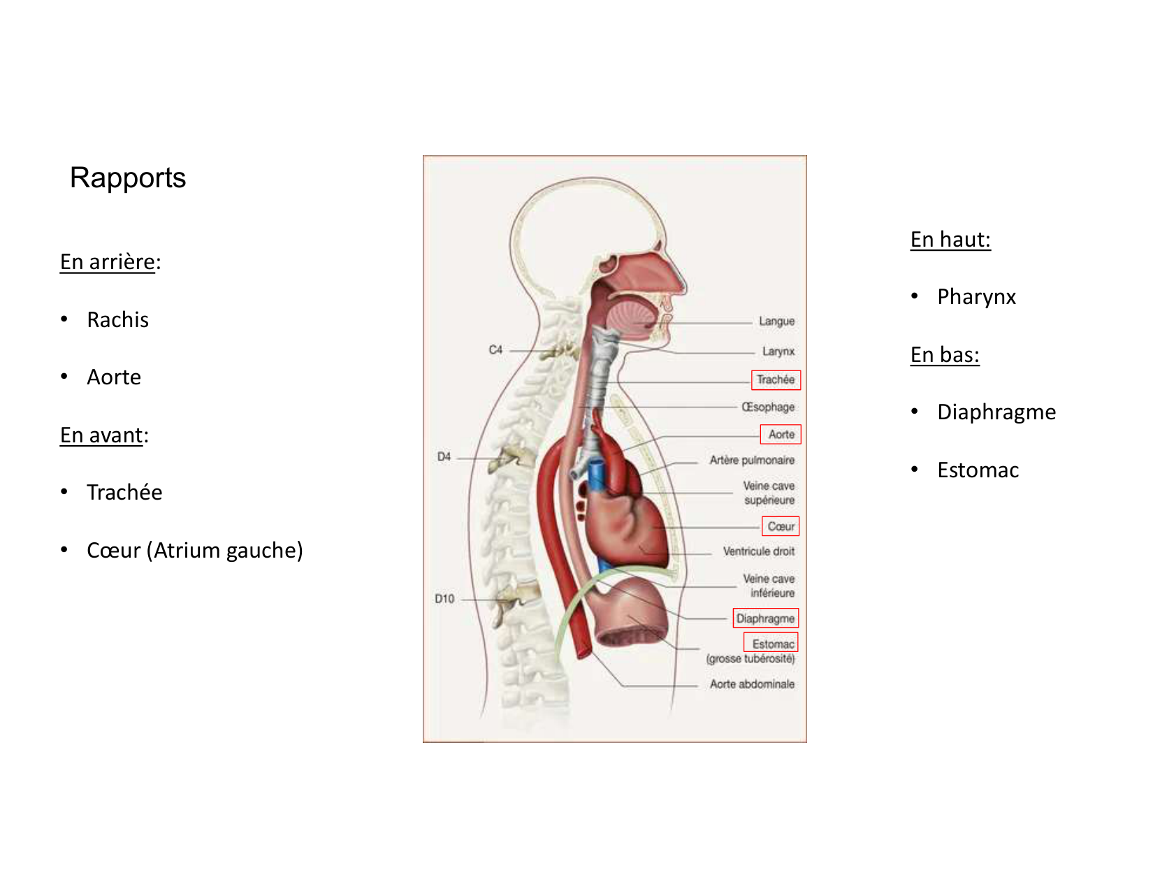 Anatomie du mediastin 2025 2026 page 70