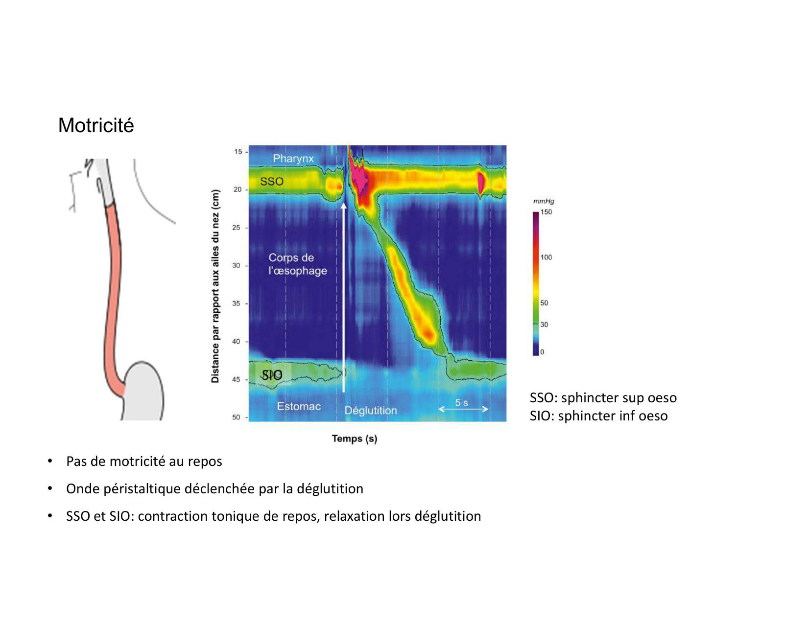 Anatomie du mediastin 2025 2026 page 71