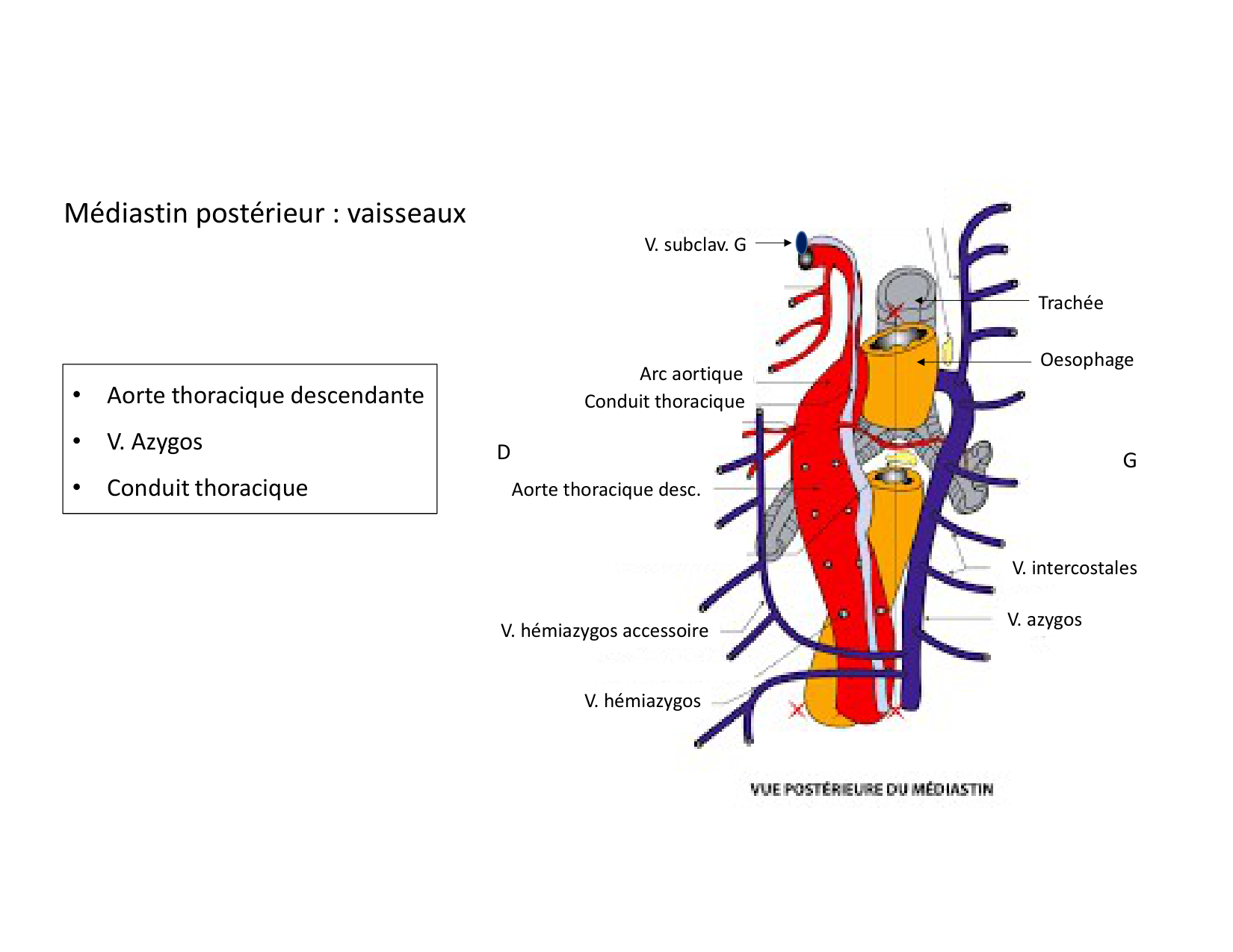 Anatomie du mediastin 2025 2026 page 73