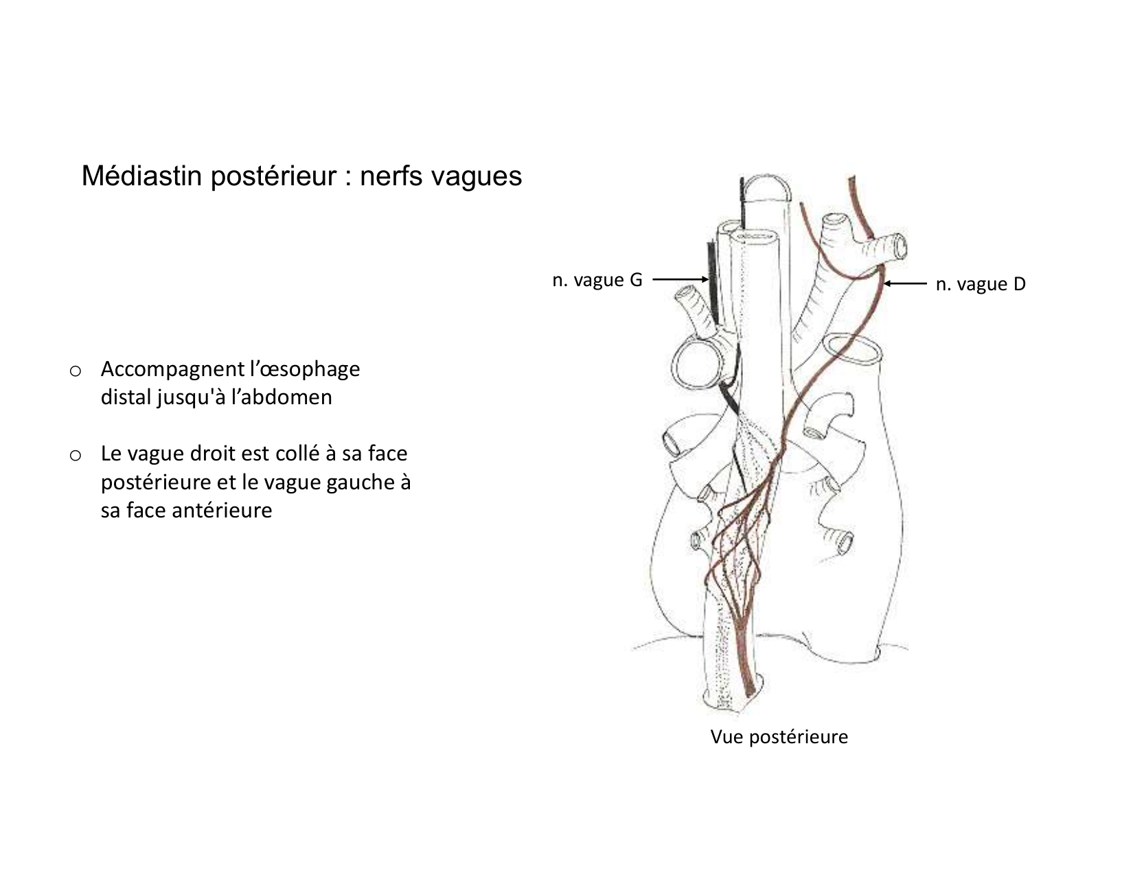 Anatomie du mediastin 2025 2026 page 74