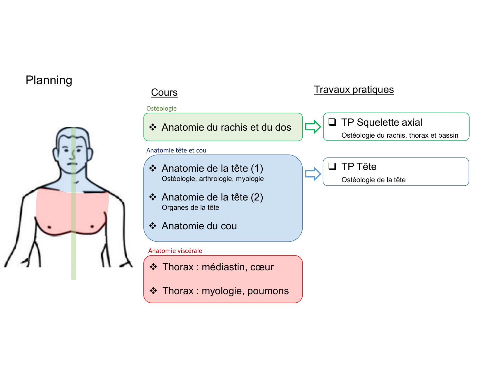 Anatomie du rachis et du dos 2025 page 2