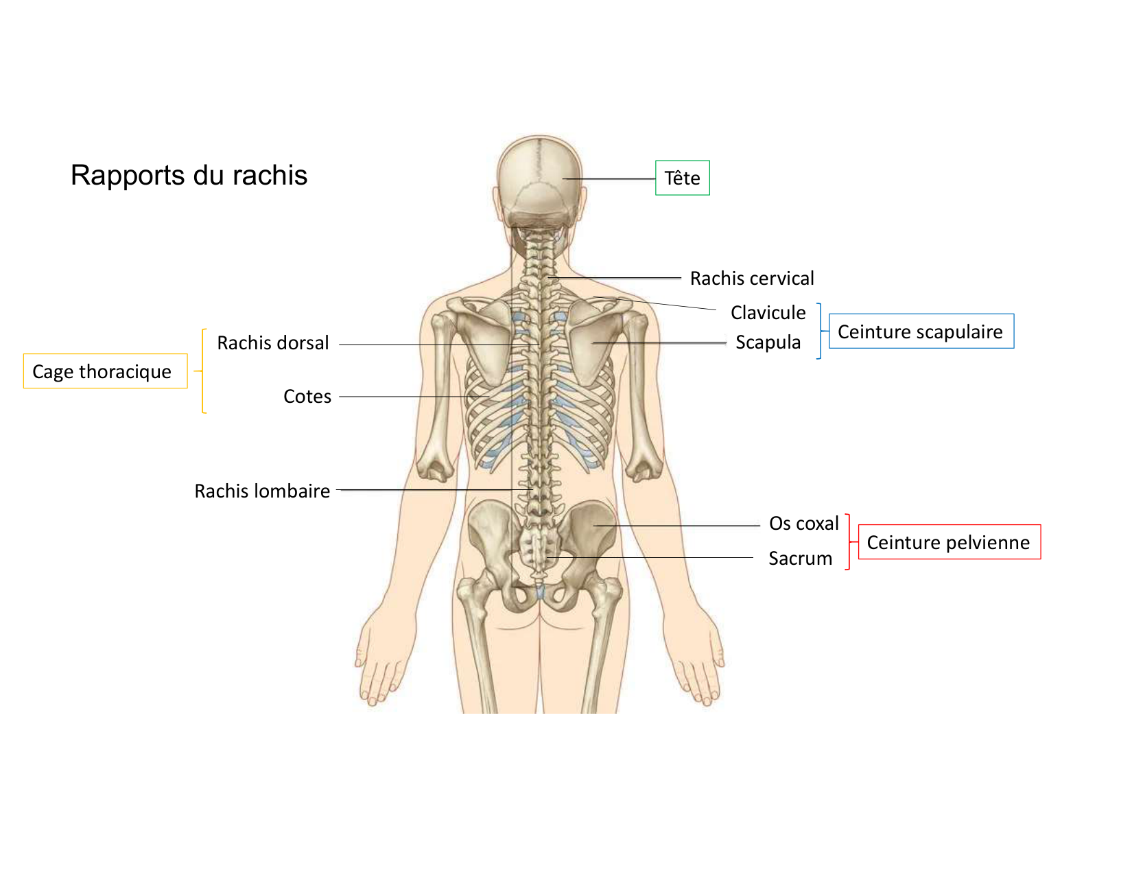 Anatomie du rachis et du dos 2025 page 10