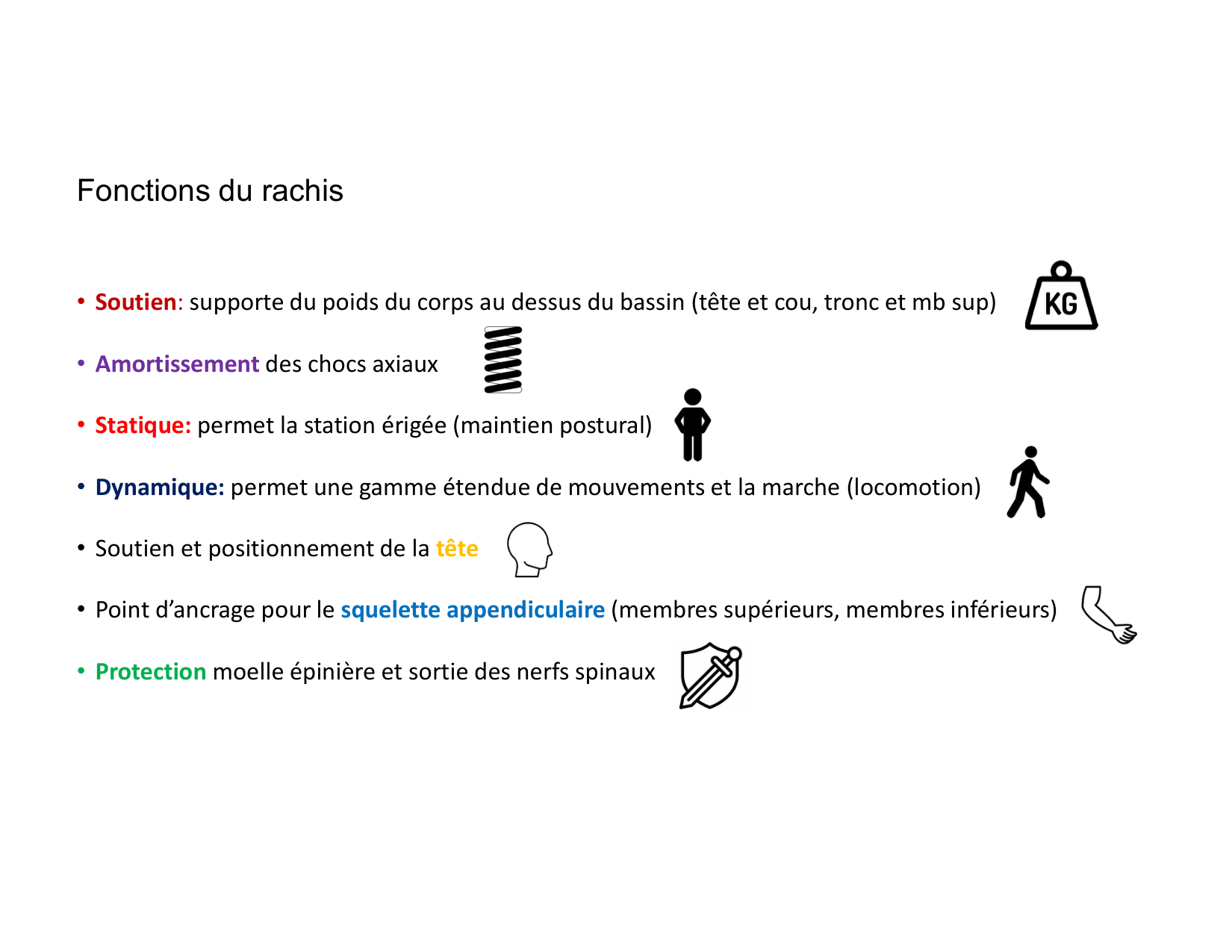 Anatomie du rachis et du dos 2025 page 11