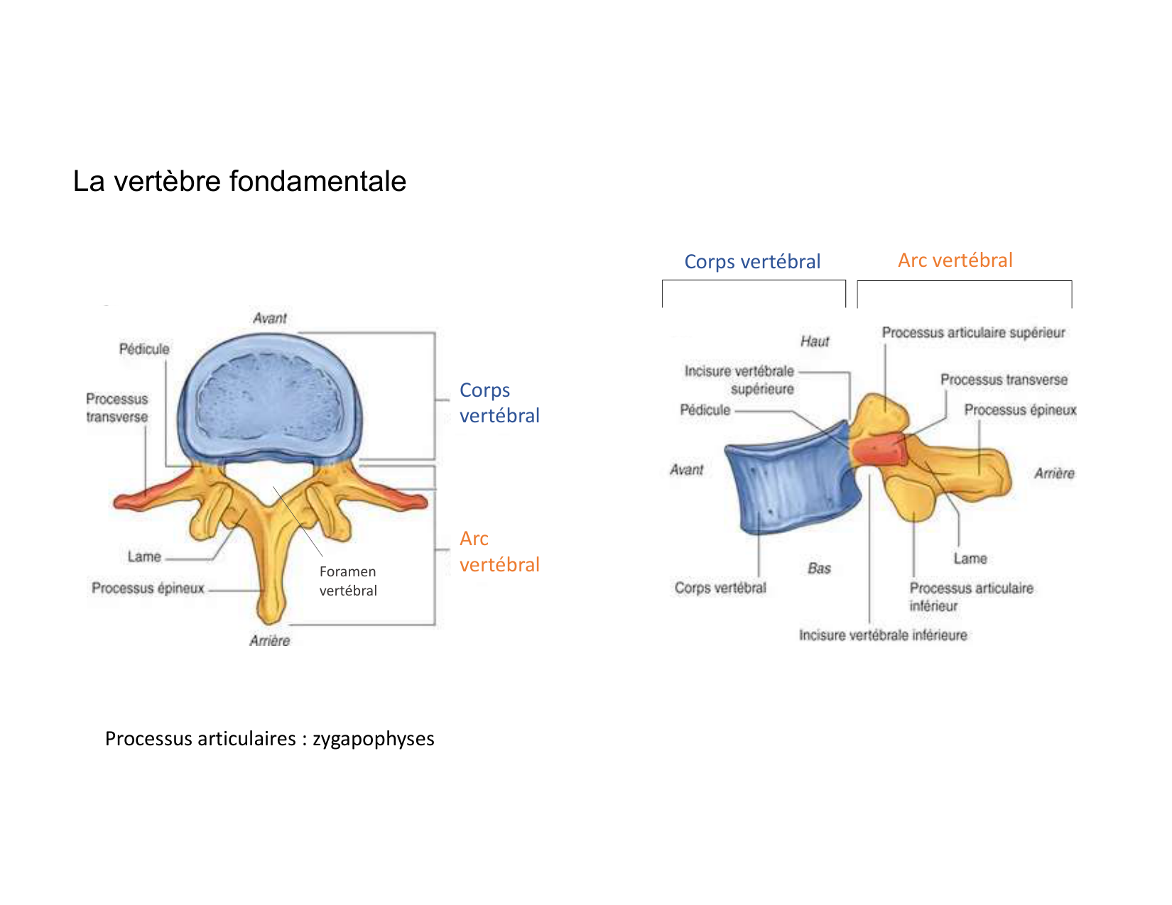 Anatomie du rachis et du dos 2025 page 13