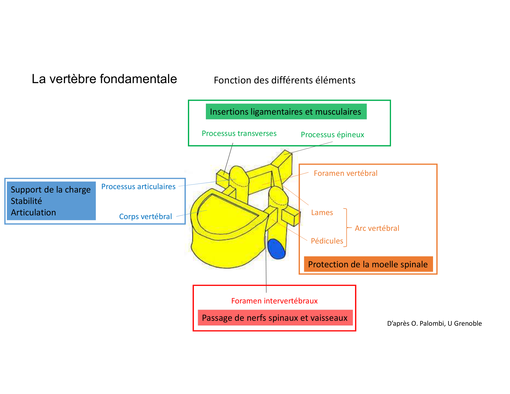 Anatomie du rachis et du dos 2025 page 15