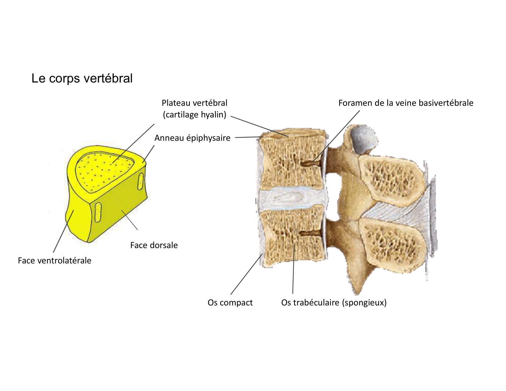Anatomie du rachis et du dos 2025 page 16