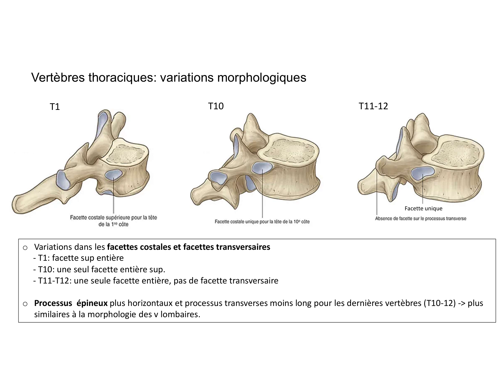 Anatomie du rachis et du dos 2025 page 22