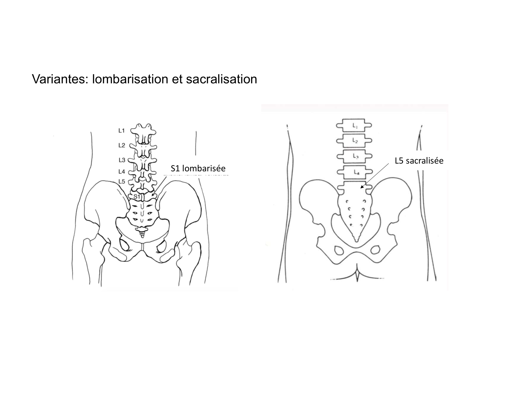 Anatomie du rachis et du dos 2025 page 25