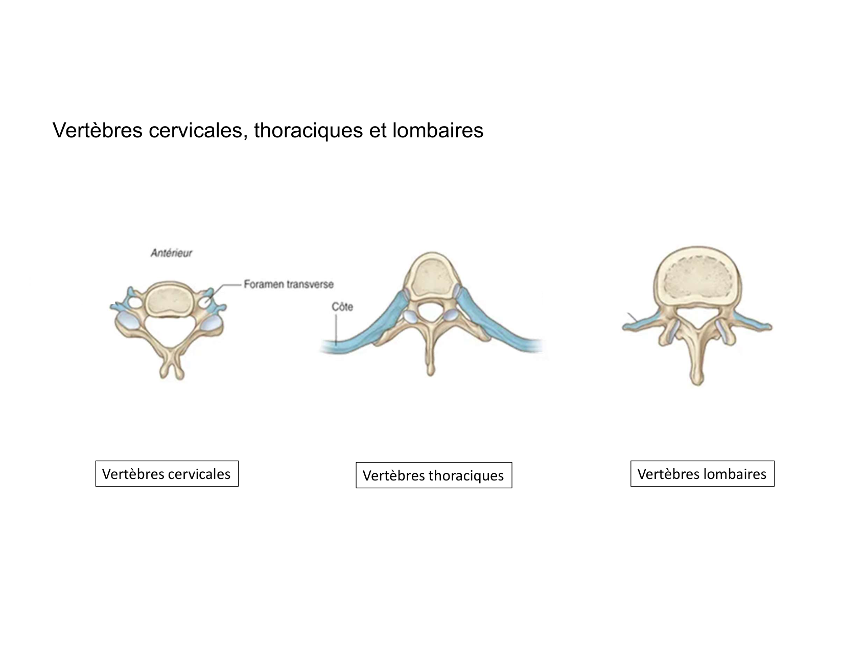 Anatomie du rachis et du dos 2025 page 26