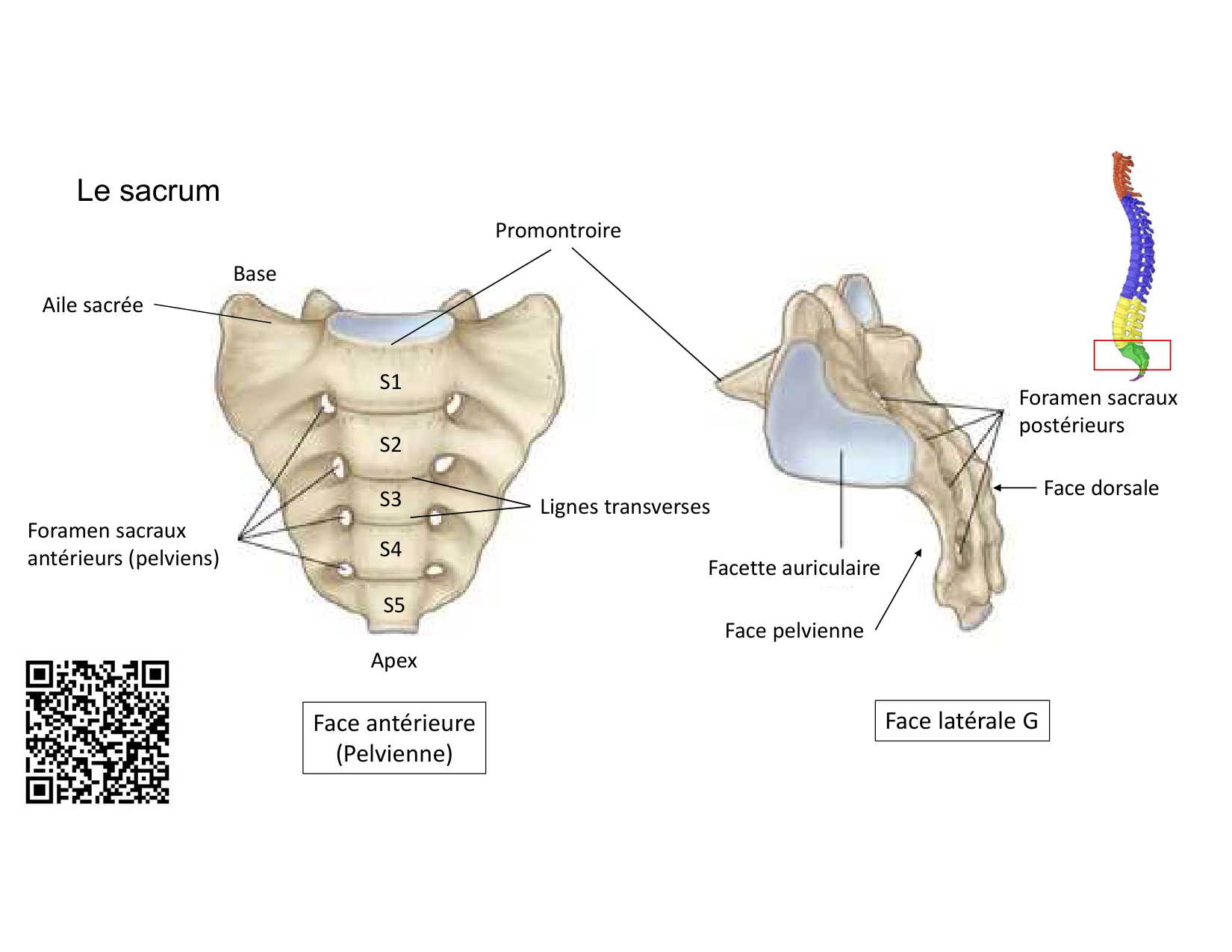 Anatomie du rachis et du dos 2025 page 28