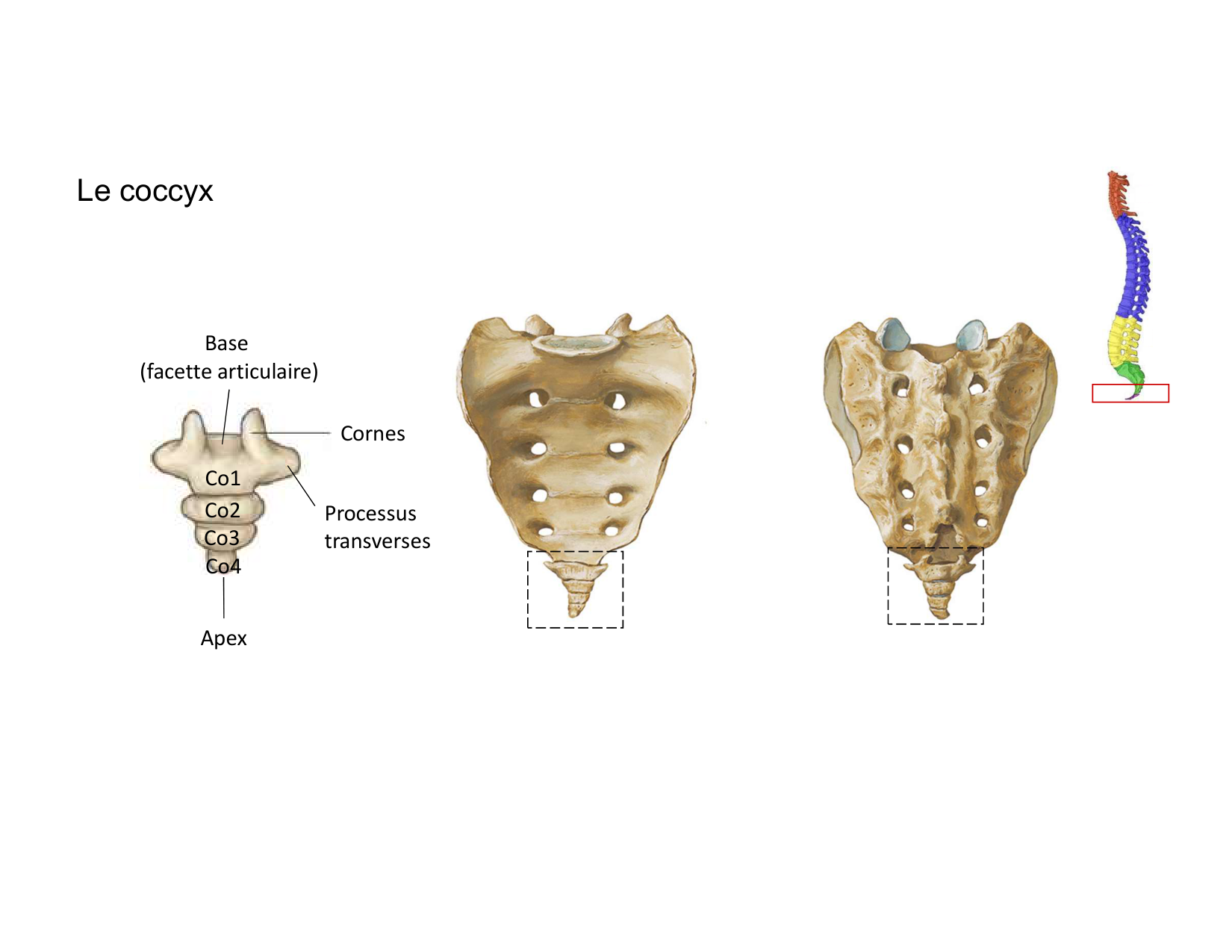 Anatomie du rachis et du dos 2025 page 30