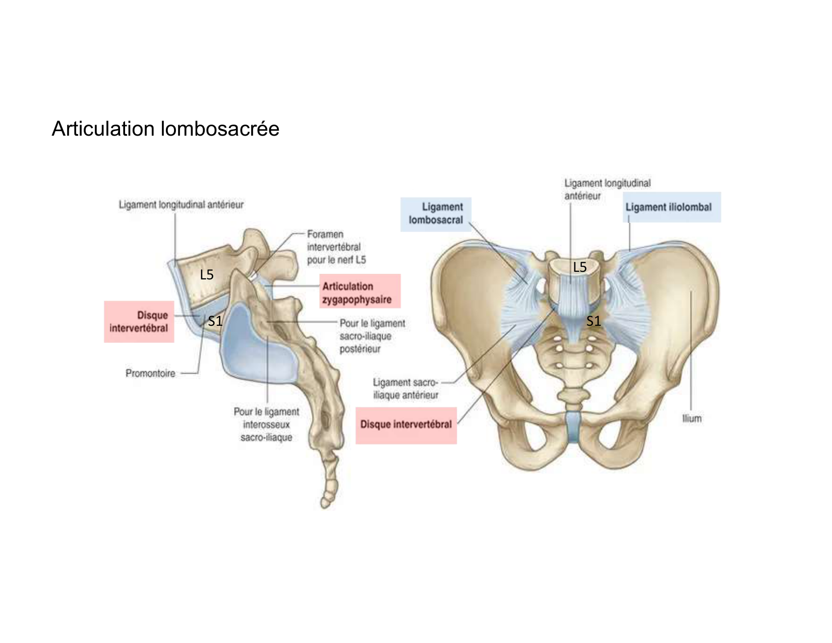Anatomie du rachis et du dos 2025 page 32