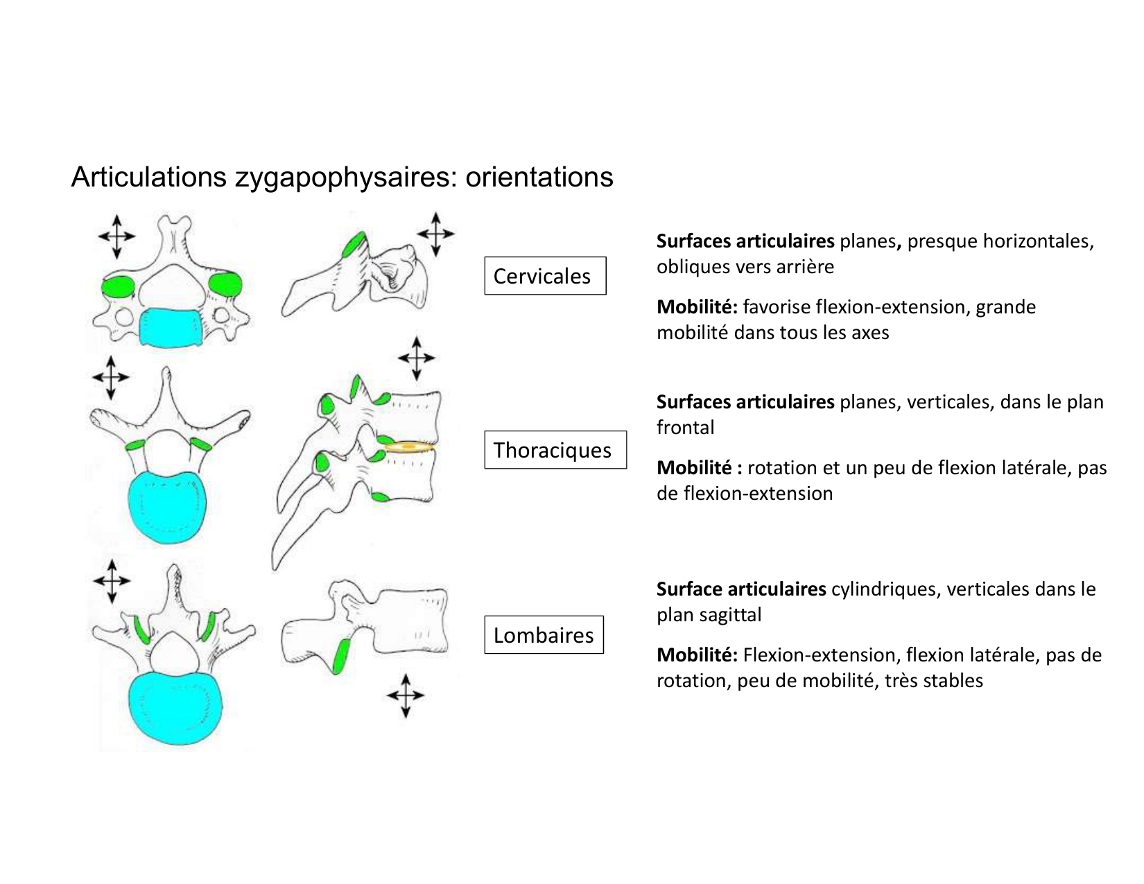 Anatomie du rachis et du dos 2025 page 38