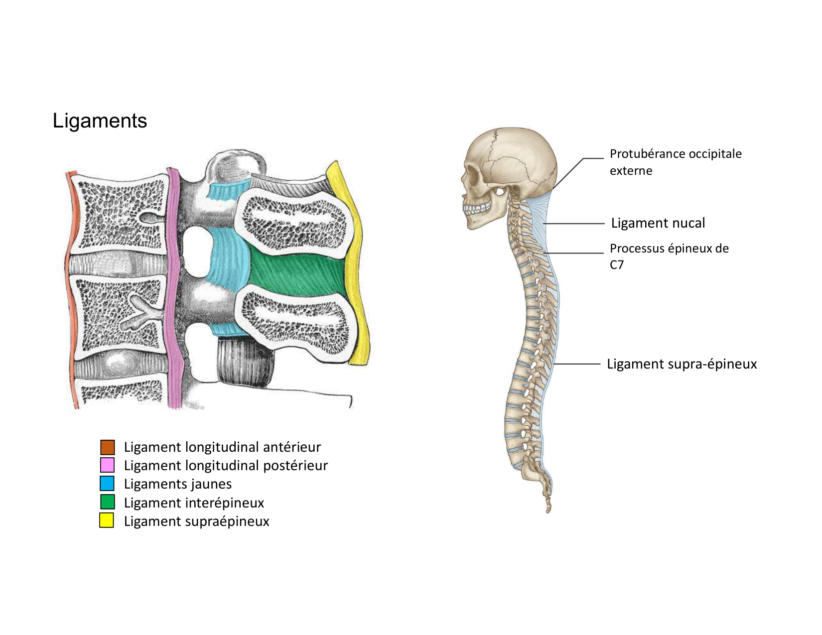 Anatomie du rachis et du dos 2025 page 39