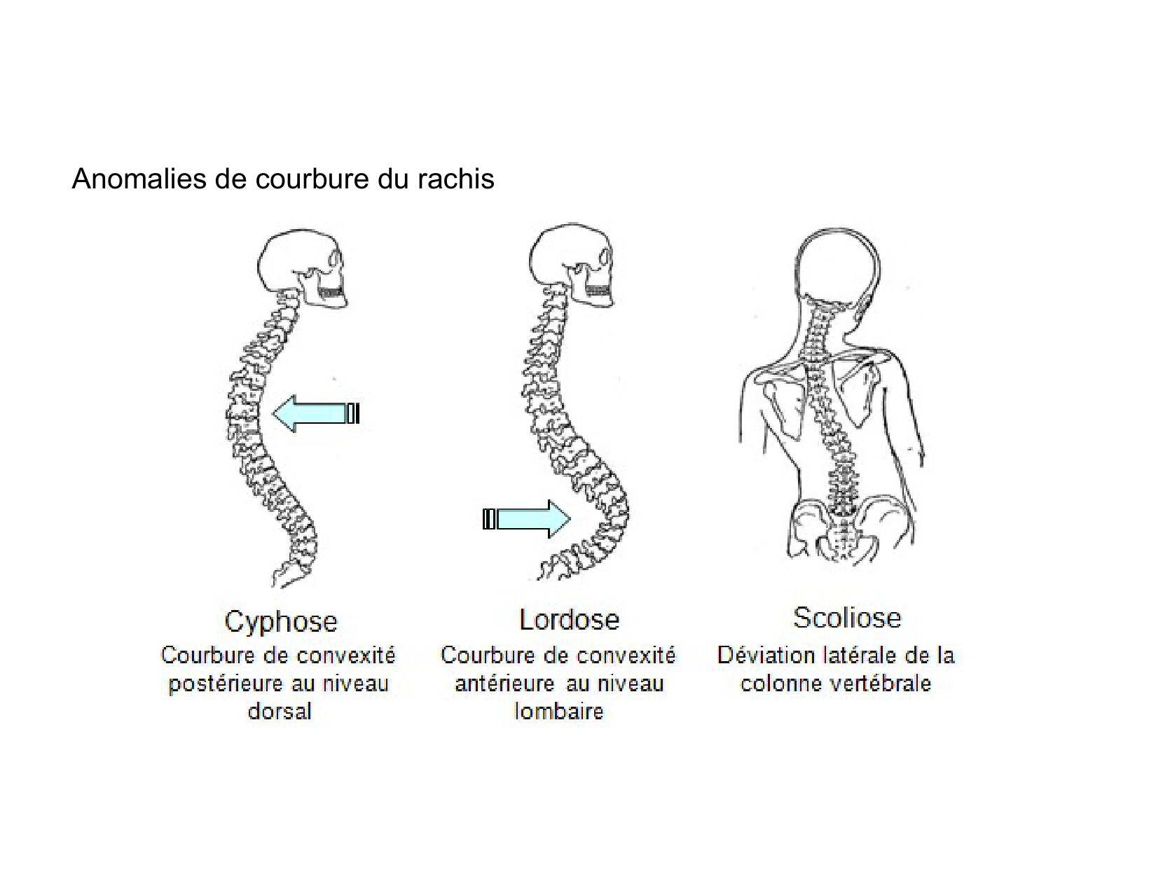 Anatomie du rachis et du dos 2025 page 44