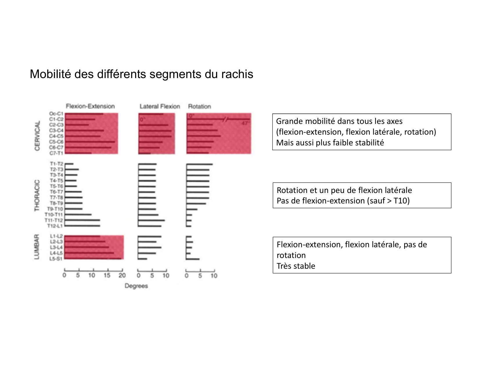 Anatomie du rachis et du dos 2025 page 46