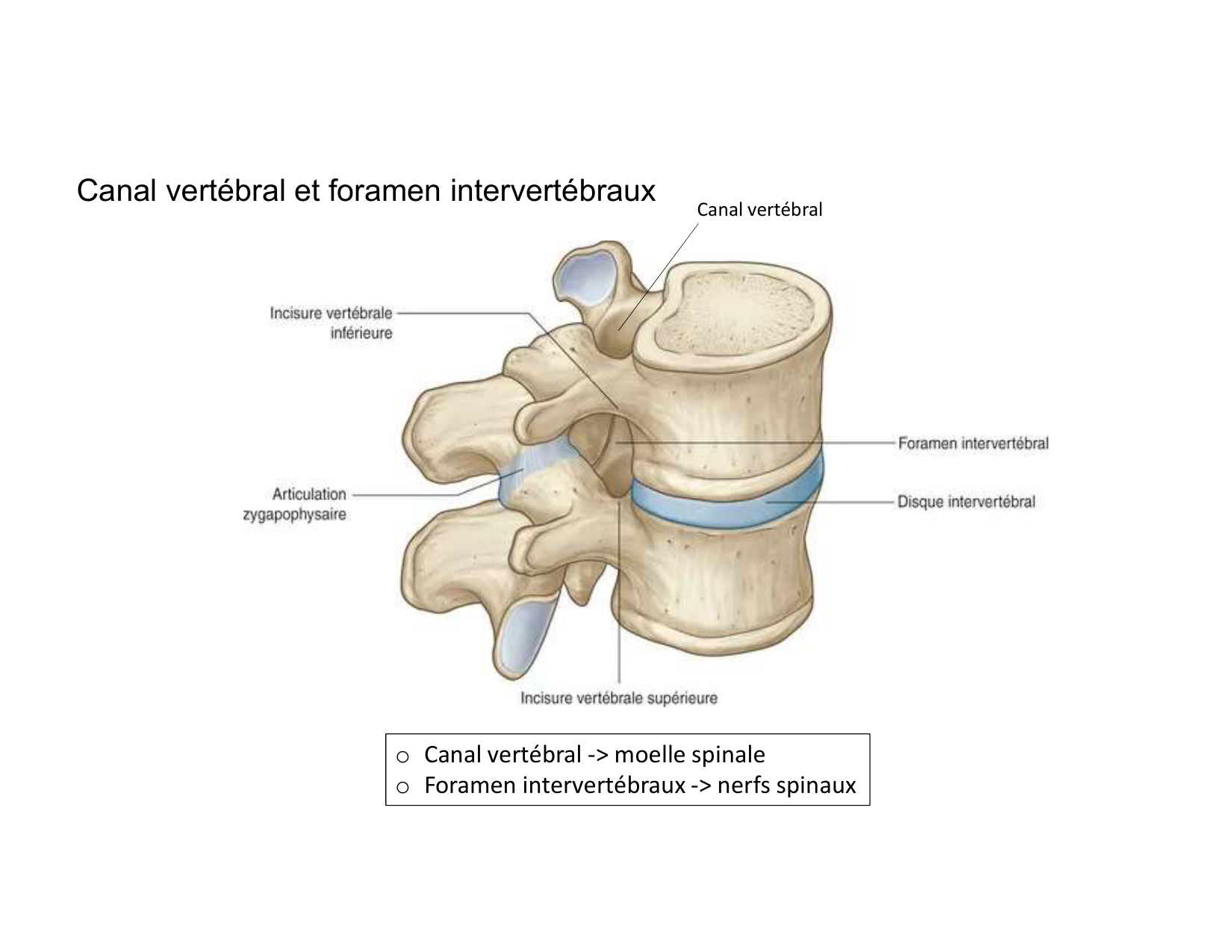Anatomie du rachis et du dos 2025 page 48