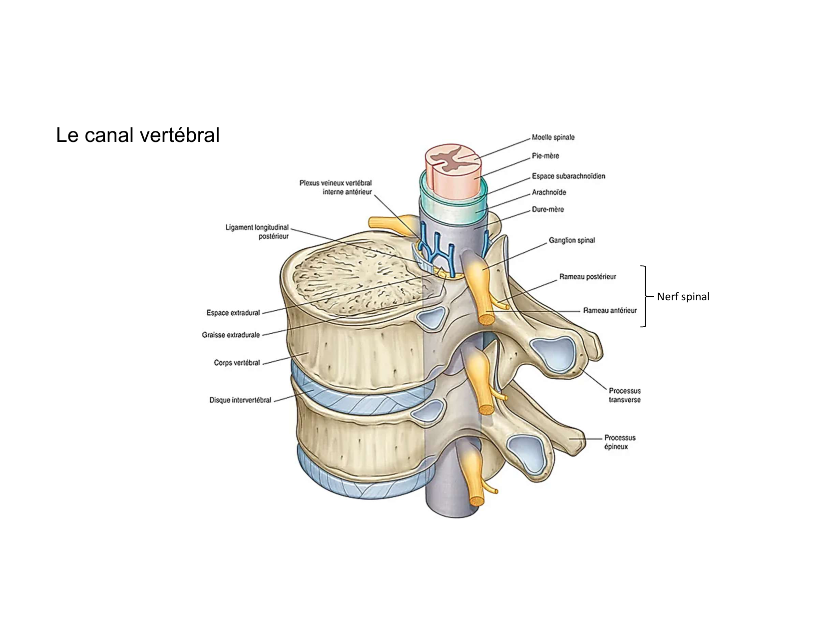 Anatomie du rachis et du dos 2025 page 49