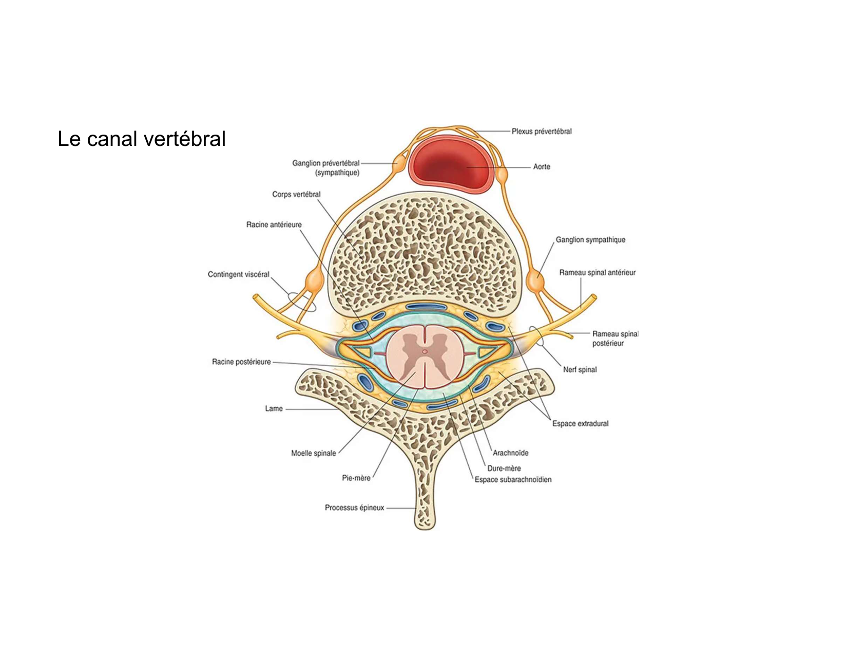 Anatomie du rachis et du dos 2025 page 50