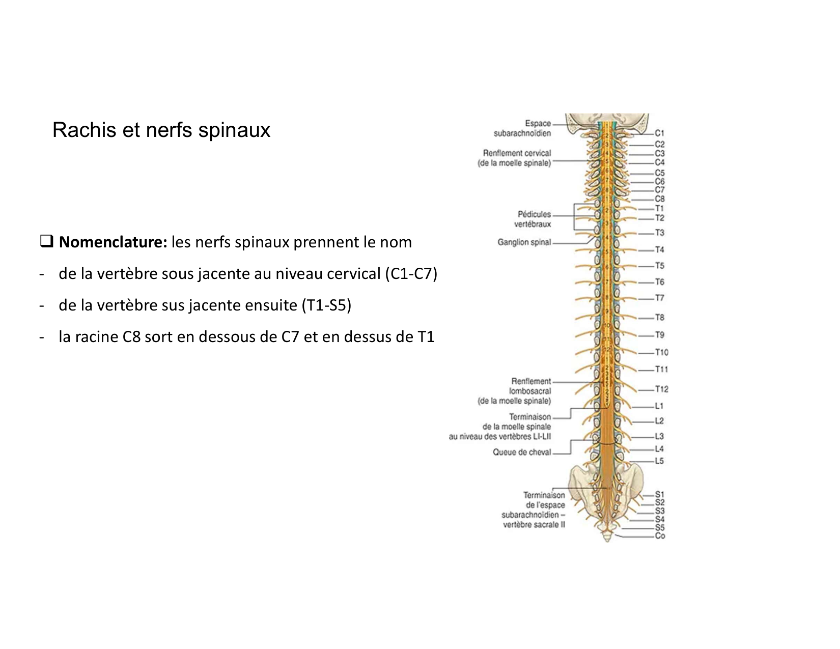 Anatomie du rachis et du dos 2025 page 53
