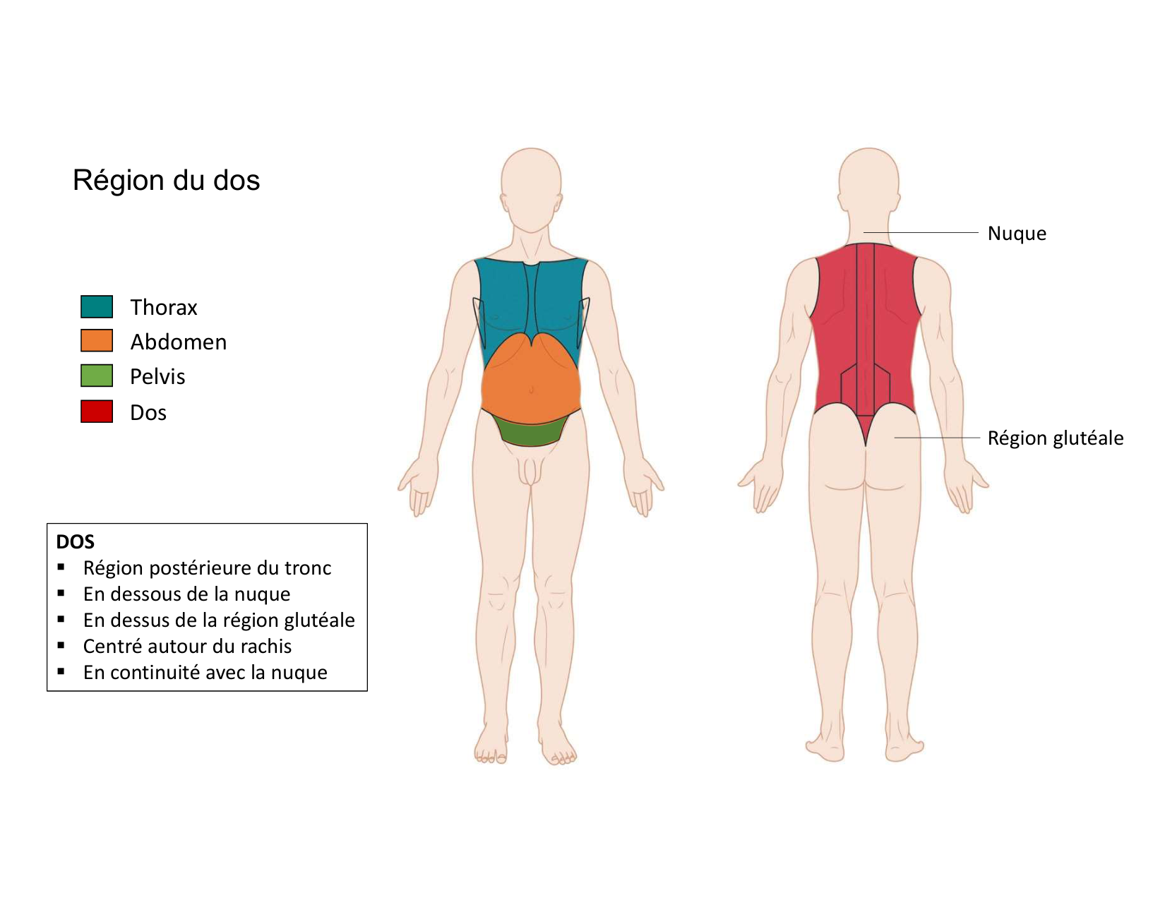 Anatomie du rachis et du dos 2025 page 55
