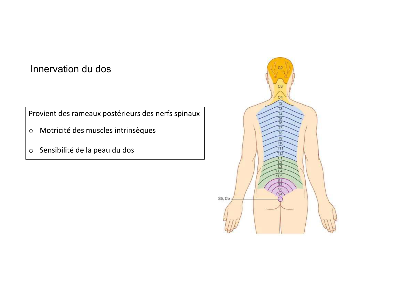 Anatomie du rachis et du dos 2025 page 59