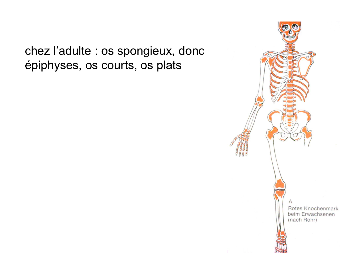 Anatomie du système de défense2 page 8