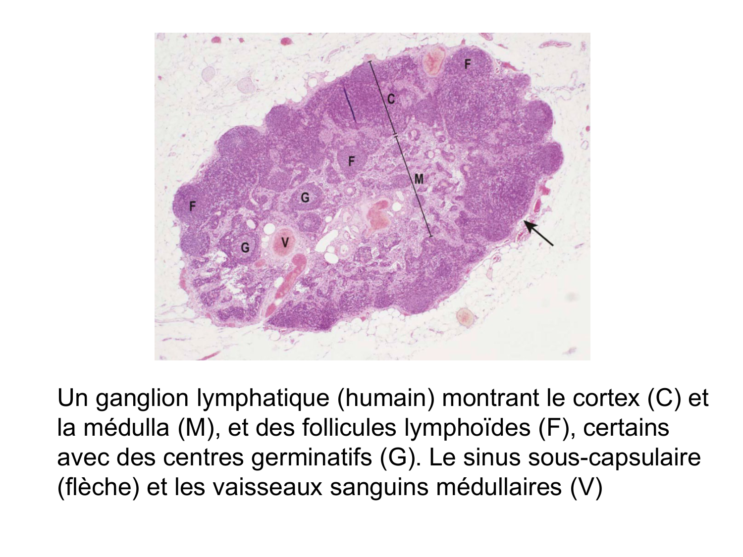 Anatomie du système de défense2 page 18