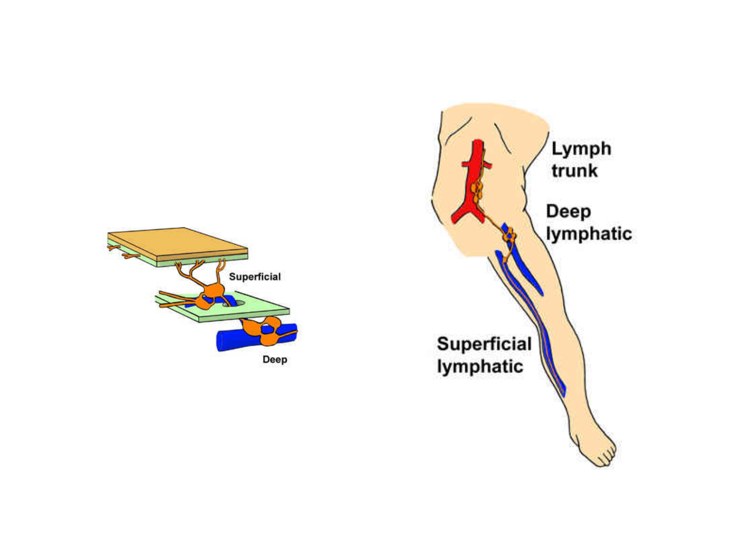 Anatomie du système de défense2 page 20