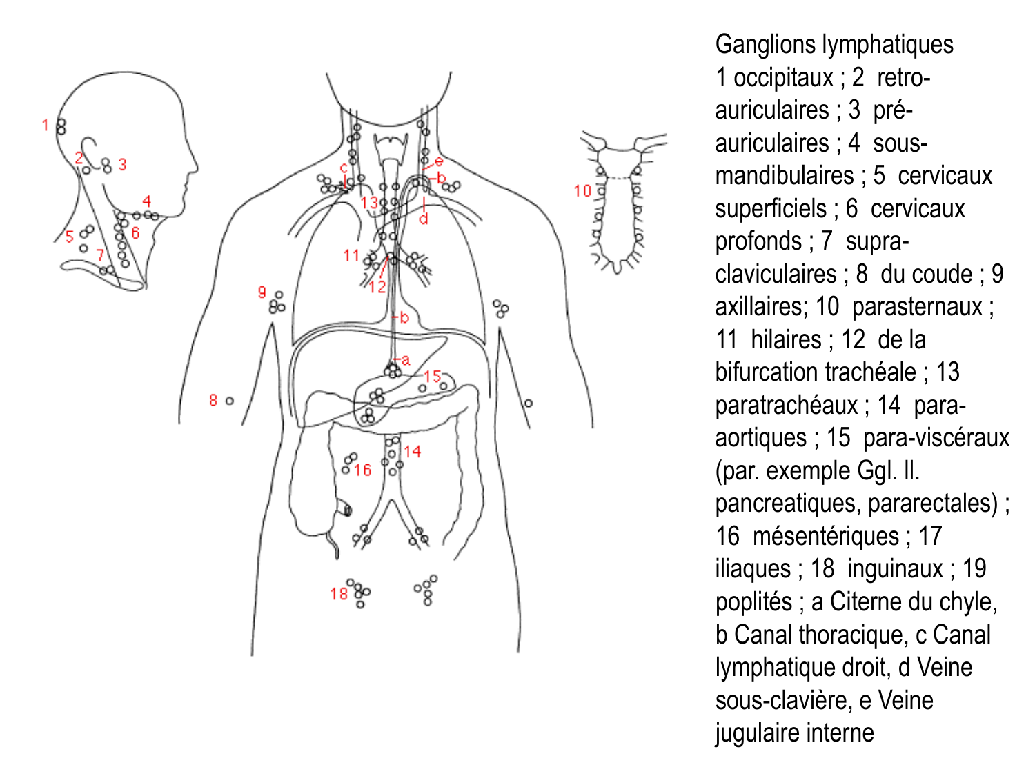 Anatomie du système de défense2 page 21
