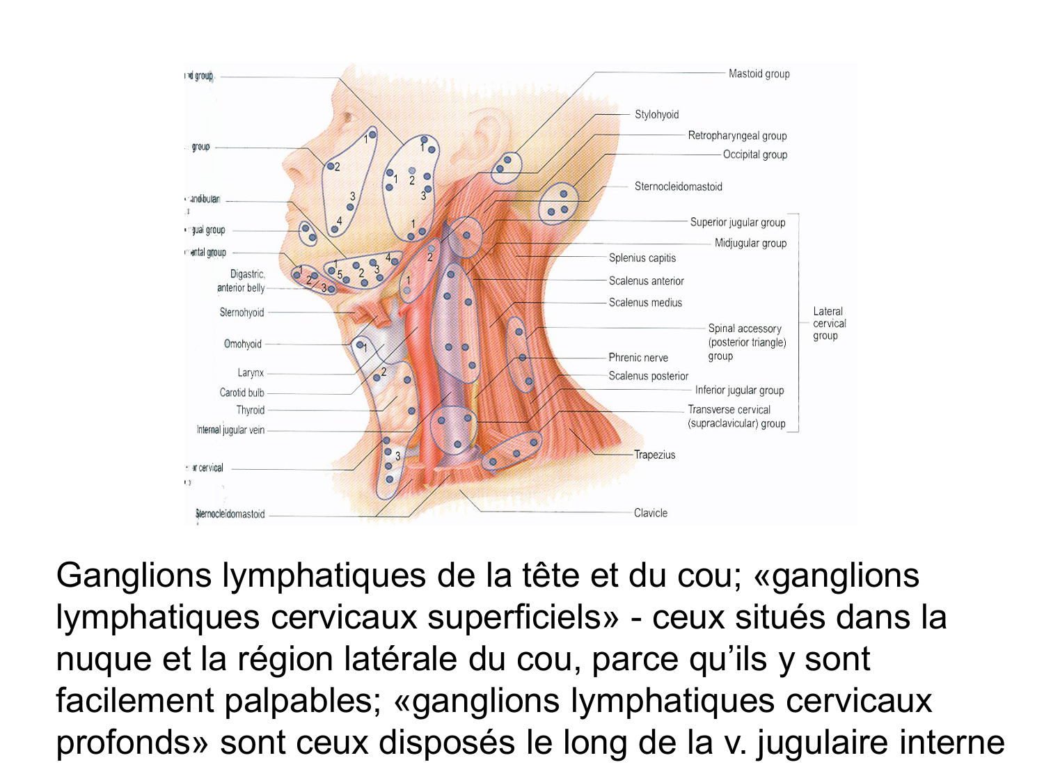 Anatomie du système de défense2 page 22