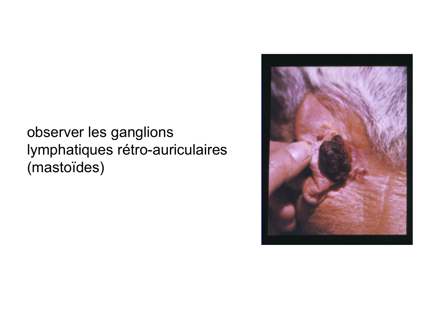 Anatomie du système de défense2 page 23