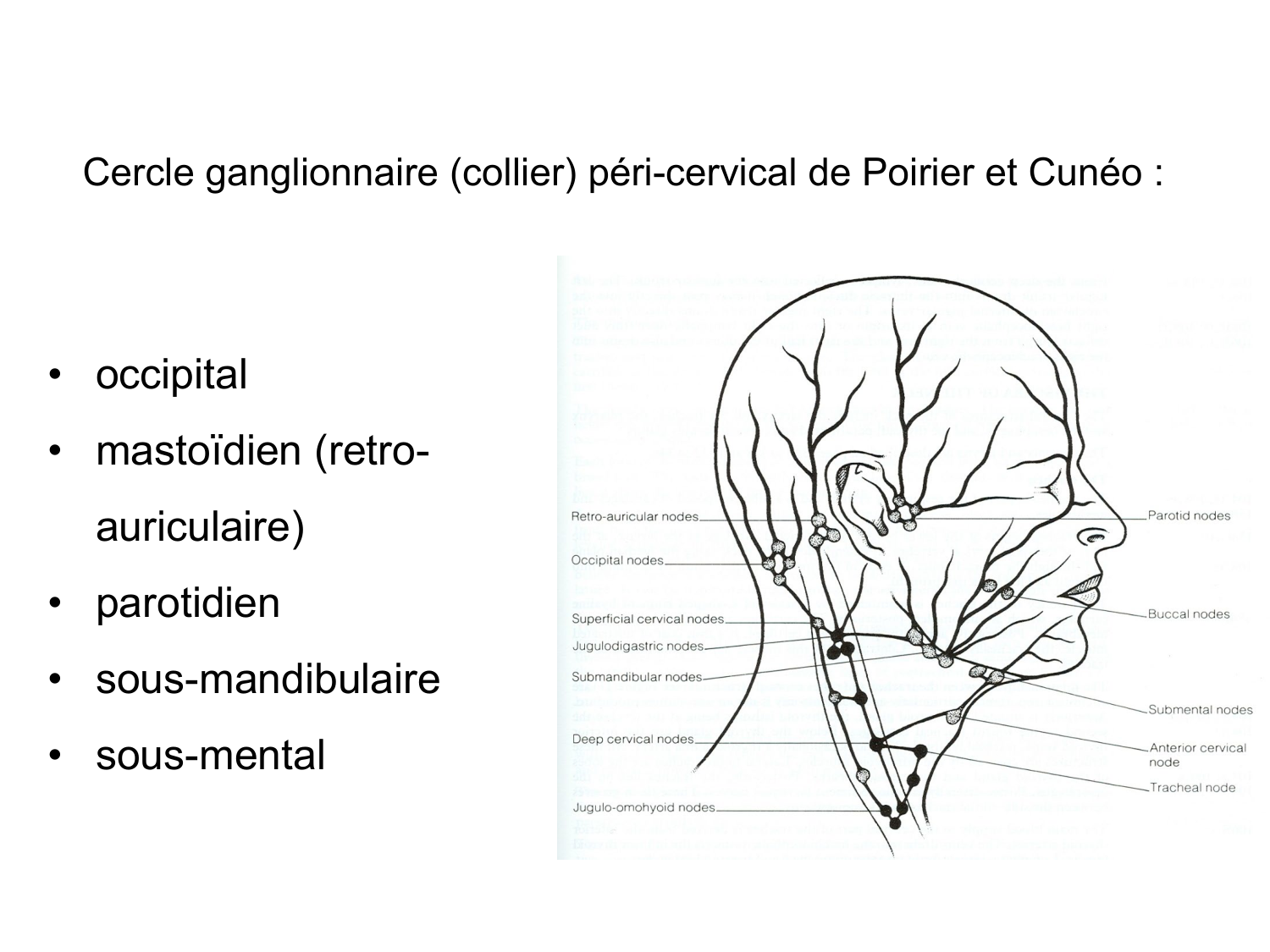 Anatomie du système de défense2 page 25