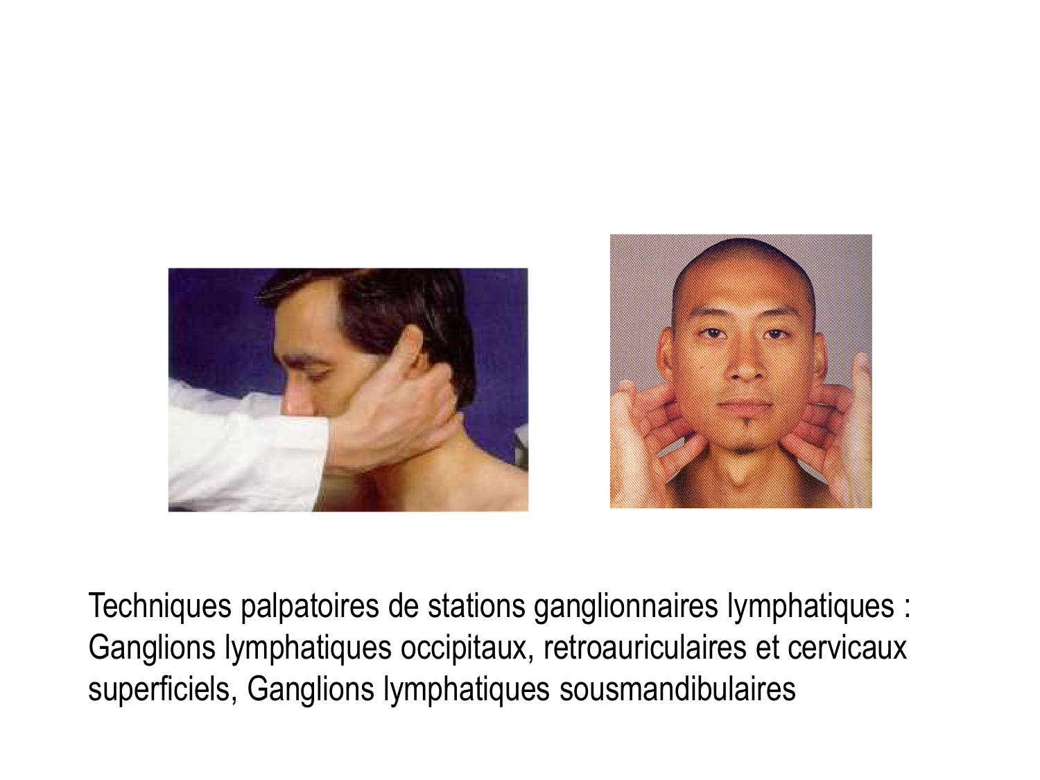 Anatomie du système de défense2 page 26