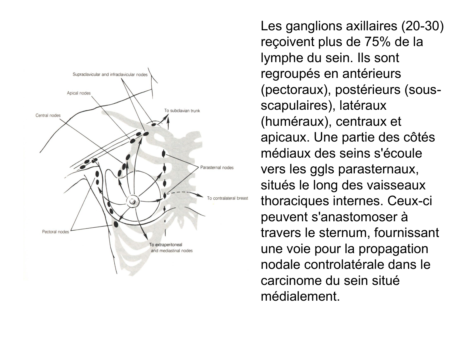 Anatomie du système de défense2 page 29