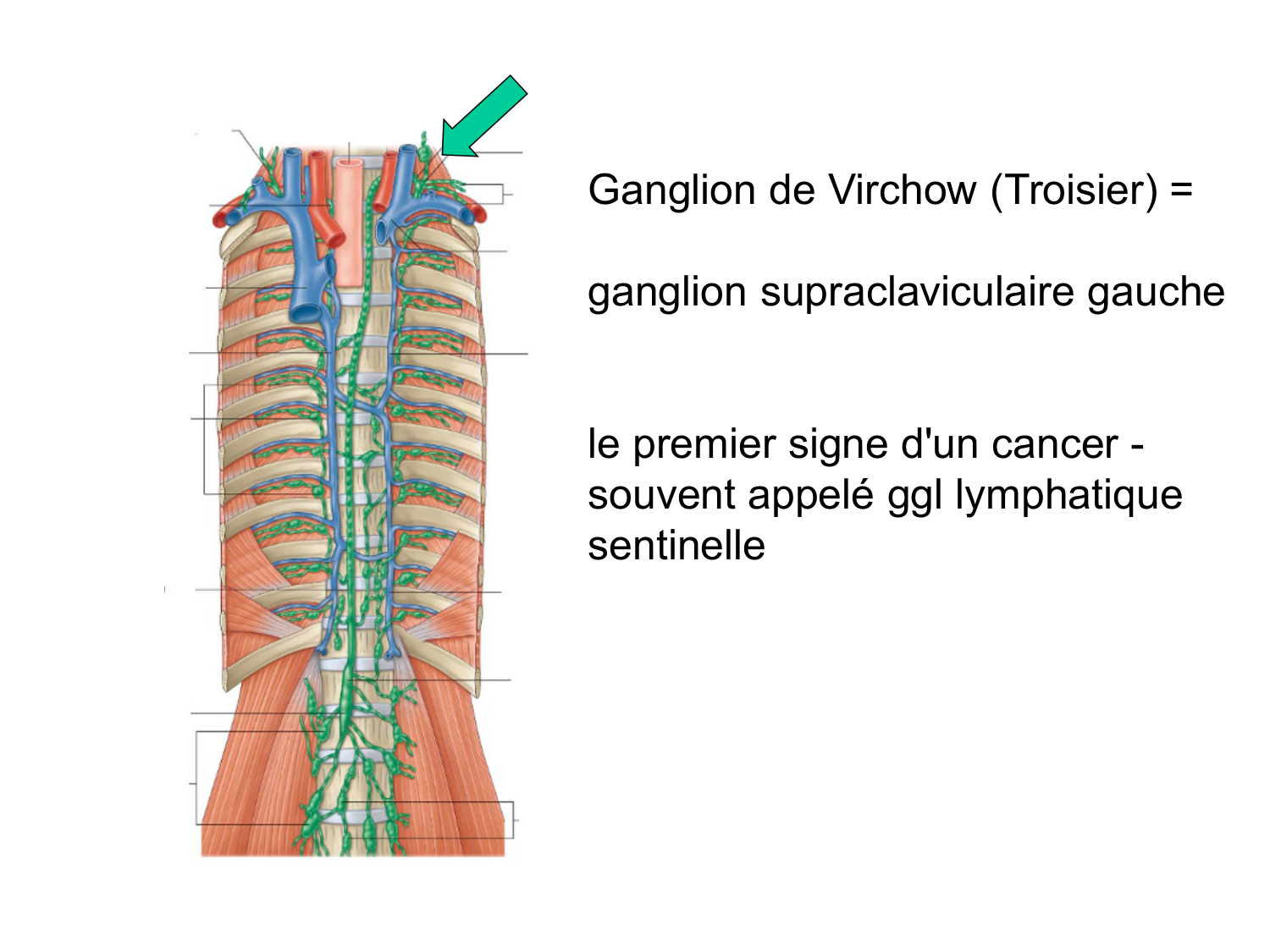 Anatomie du système de défense2 page 32