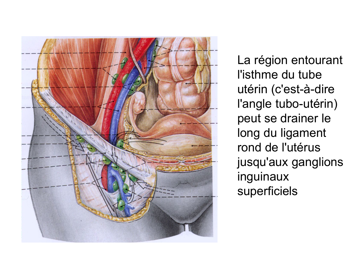 Anatomie du système de défense2 page 36