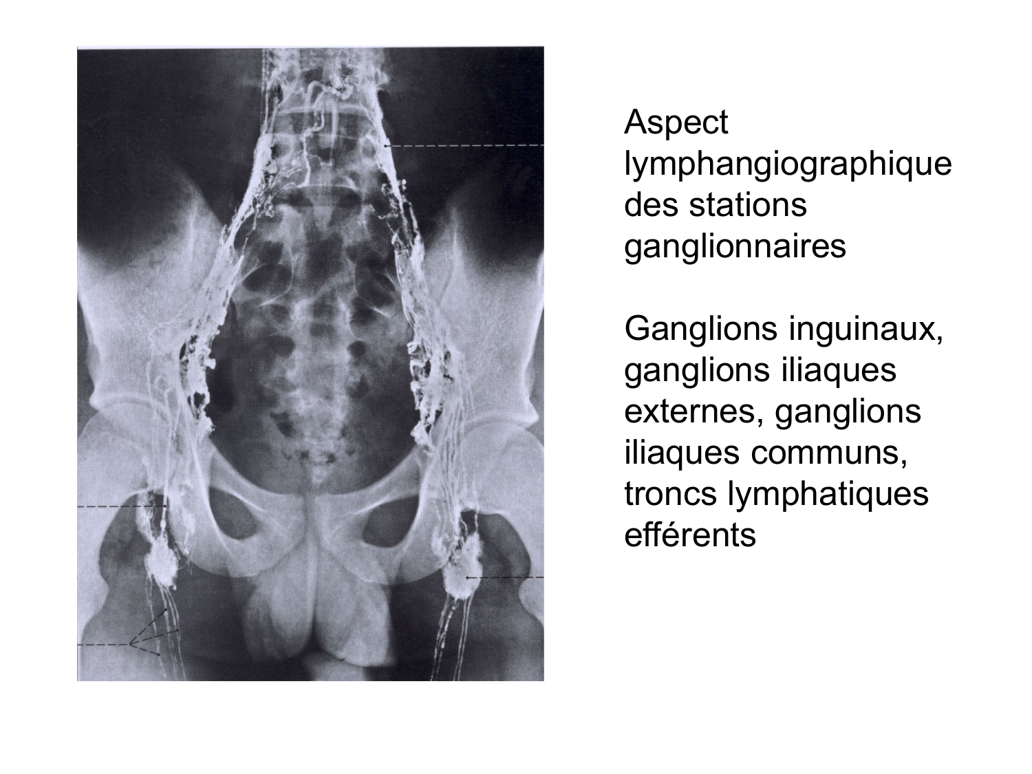 Anatomie du système de défense2 page 39
