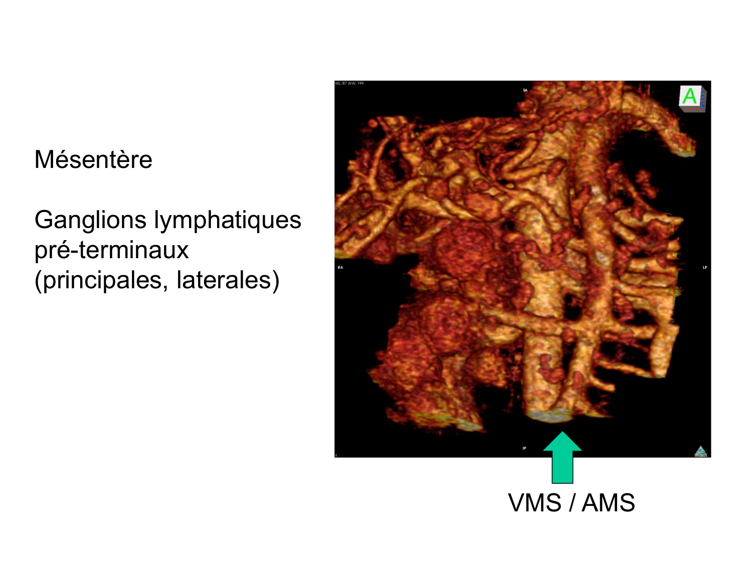 Anatomie du système de défense2 page 41