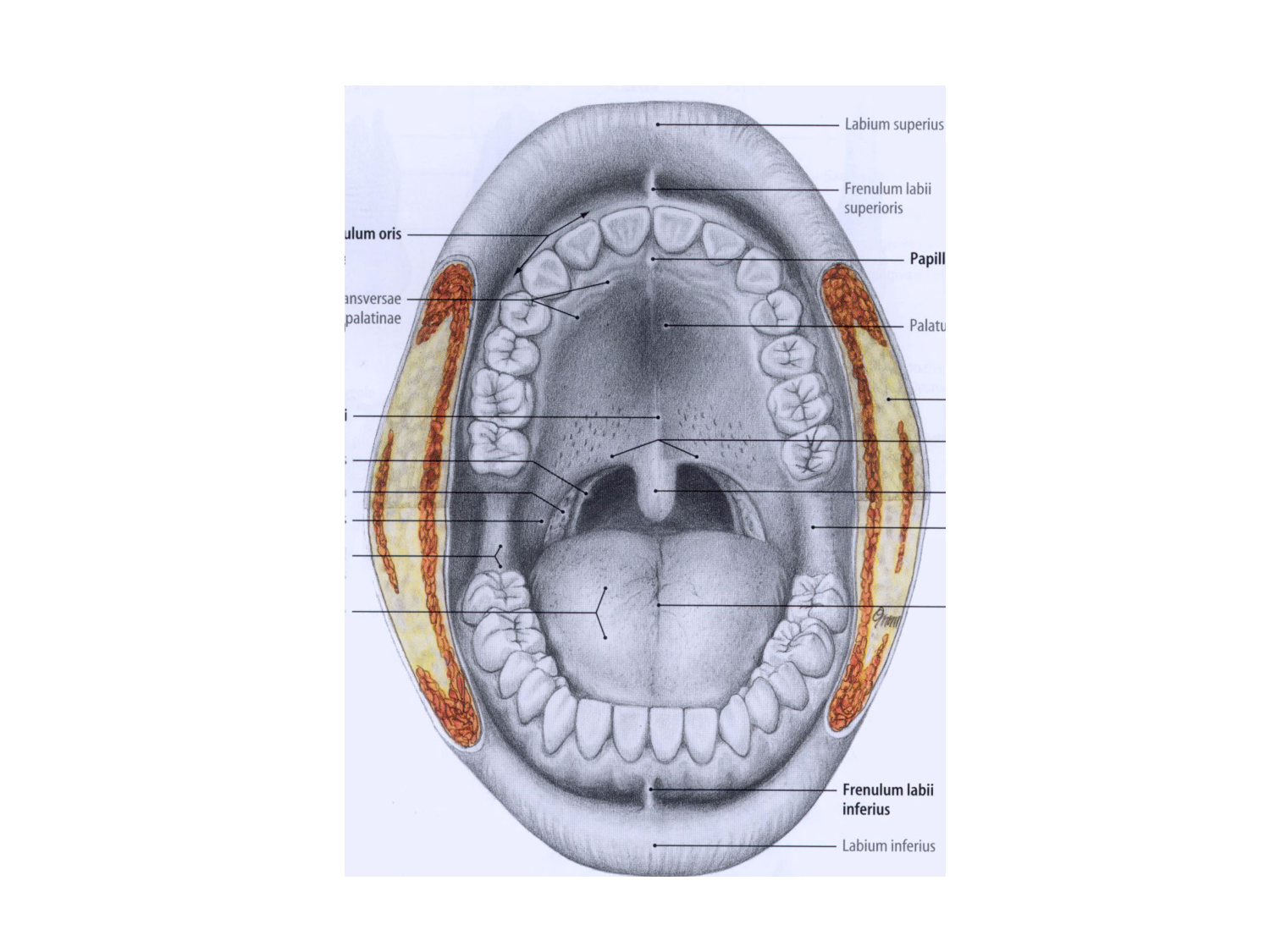 Anatomie du système de défense2 page 47