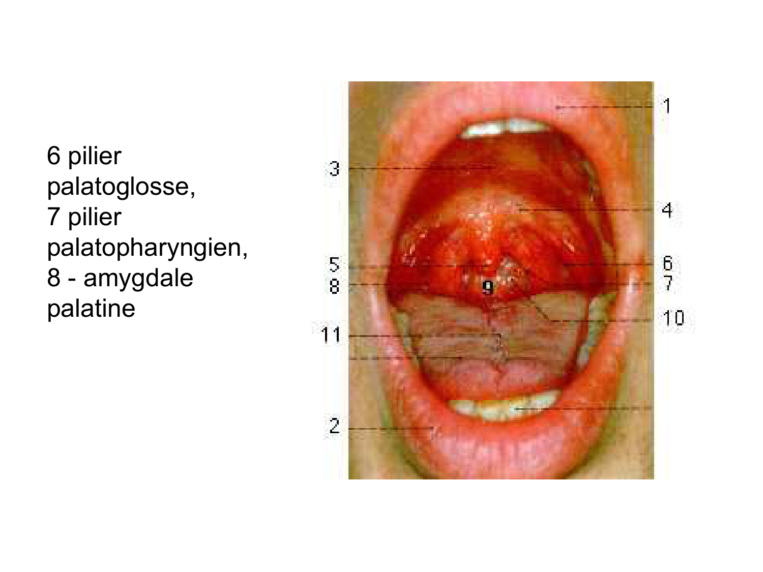 Anatomie du système de défense2 page 48