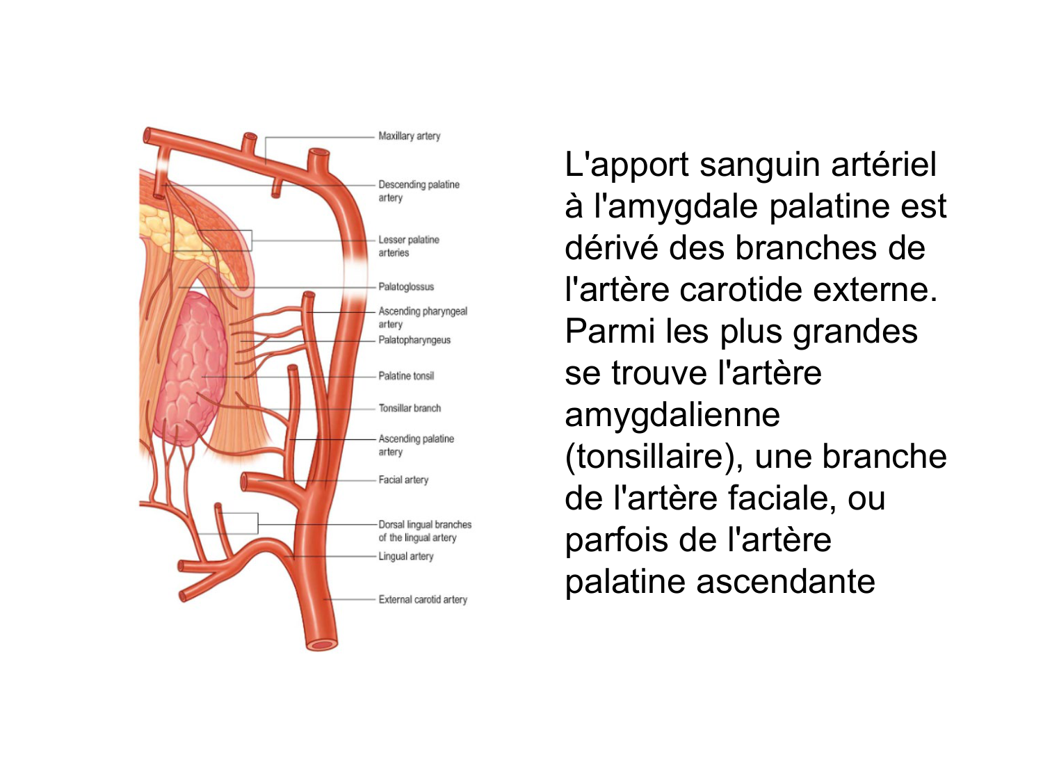 Anatomie du système de défense2 page 52