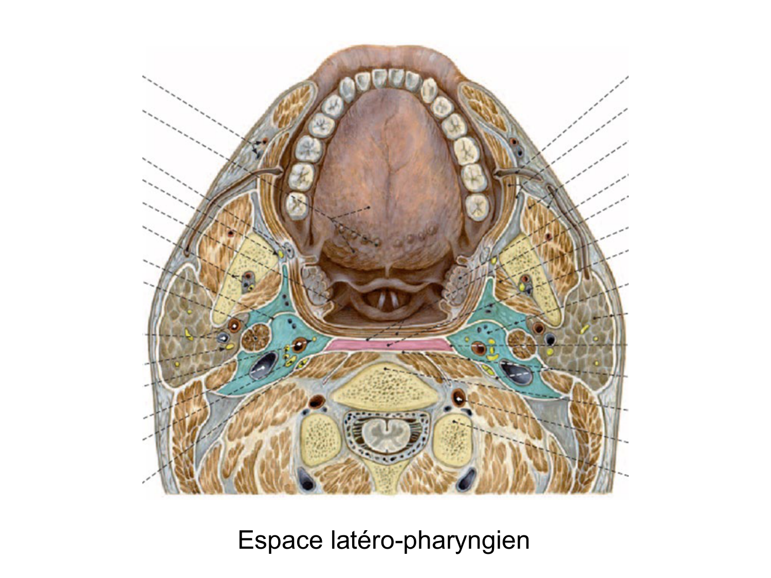 Anatomie du système de défense2 page 54