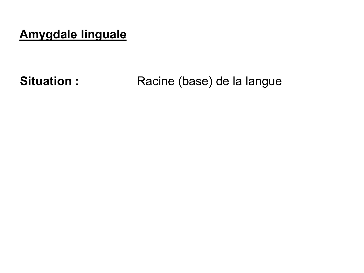 Anatomie du système de défense2 page 55