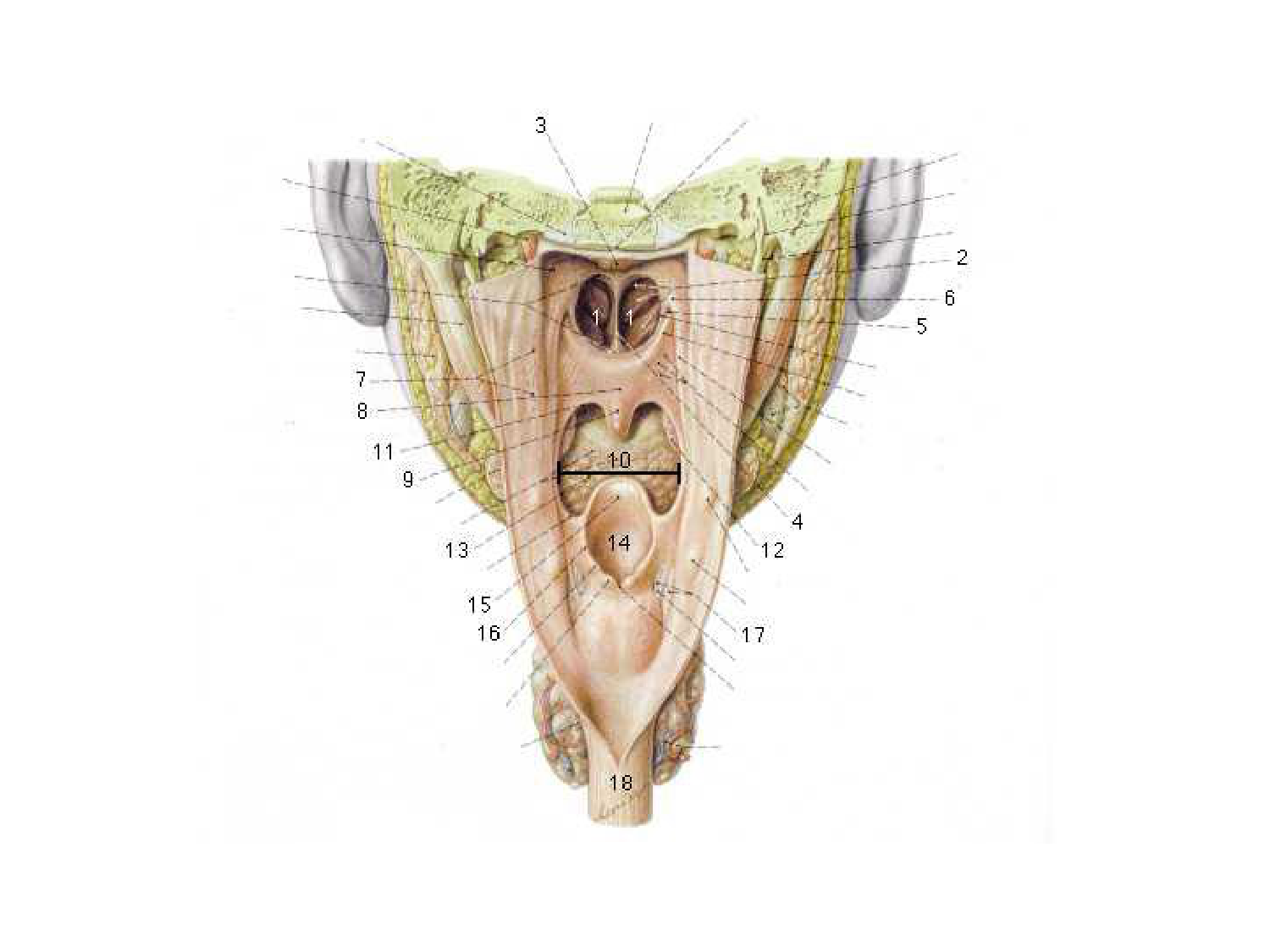 Anatomie du système de défense2 page 57