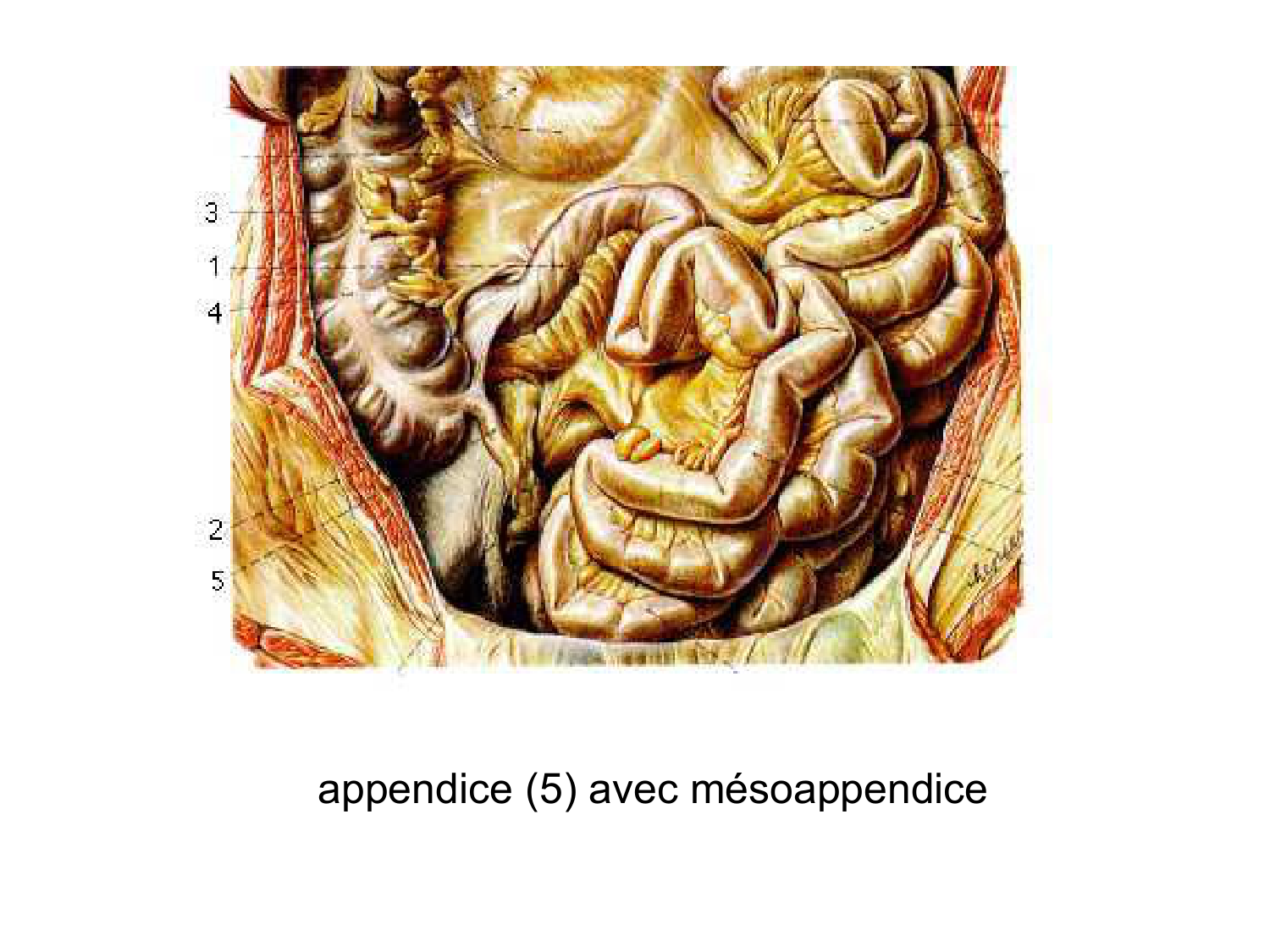 Anatomie du système de défense2 page 63